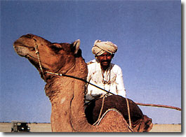 Camel Rider